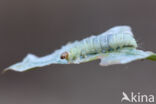 Diurnea fagella