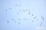 Common Crane (Grus grus)