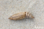 Humming-bird Hawk-moth (Macroglossum stellatarum)