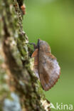 the Lappet (Gastropacha quercifolia)