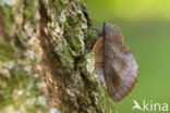 the Lappet (Gastropacha quercifolia)