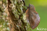 the Lappet (Gastropacha quercifolia)