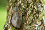 the Lappet (Gastropacha quercifolia)