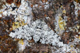 Peppered Moth (Biston betularia)