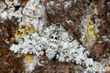 Peppered Moth (Biston betularia)