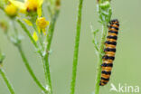 The Cinnabar (Tyria jacobaeae)