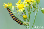 The Cinnabar (Tyria jacobaeae)