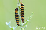 The Cinnabar (Tyria jacobaeae)