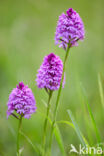 Pyramidal Orchid (Anacamptis pyramidalis)