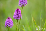 Pyramidal Orchid (Anacamptis pyramidalis)