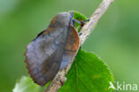 the Lappet (Gastropacha quercifolia)