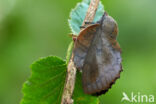 the Lappet (Gastropacha quercifolia)