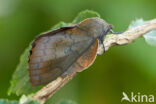 the Lappet (Gastropacha quercifolia)