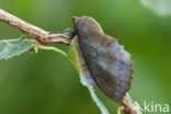 the Lappet (Gastropacha quercifolia)