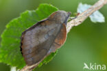 the Lappet (Gastropacha quercifolia)