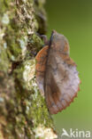 the Lappet (Gastropacha quercifolia)