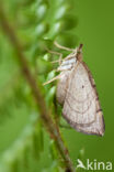 Oranje agaatspanner (Eulithis testata)