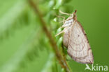 Oranje agaatspanner (Eulithis testata)