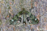 Red-green Carpet (Chloroclysta siterata)