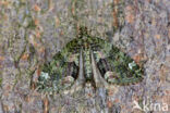 Red-green Carpet (Chloroclysta siterata)