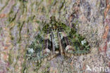 Red-green Carpet (Chloroclysta siterata)