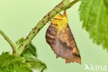 Canary-shouldered Thorn (Ennomos alniaria)