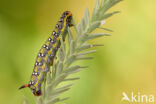 Spurge Hawk-moth (Hyles euphorbiae)