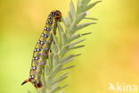 Spurge Hawk-moth (Hyles euphorbiae)