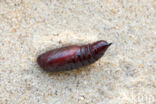 W-uil (Lacanobia thalassina)