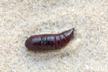 W-uil (Lacanobia thalassina)