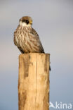 Red-footed Falcon (Falco vespertinus)