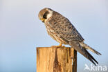 Roodpootvalk (Falco vespertinus)