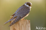 Red-footed Falcon (Falco vespertinus)