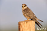 Red-footed Falcon (Falco vespertinus)