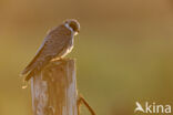 Red-footed Falcon (Falco vespertinus)