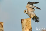 Red-footed Falcon (Falco vespertinus)