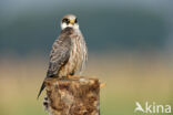 Red-footed Falcon (Falco vespertinus)