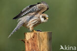 Red-footed Falcon (Falco vespertinus)