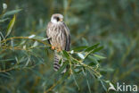 Red-footed Falcon (Falco vespertinus)