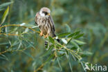 Red-footed Falcon (Falco vespertinus)