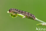 Marmeruil (Polia nebulosa)