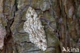 The Engrailed