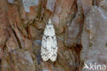Diurnea fagella