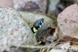 Grass Snake (Natrix natrix)