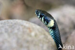 Grass Snake (Natrix natrix)