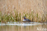 Red-necked Grebe (Podiceps grisegena)