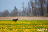 Elk (Alces alces)