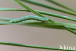 Grey Pine Carpet (Thera obeliscata)