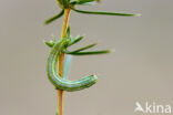 Naaldboomspanner (Thera obeliscata)