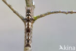 Eikenblad (Gastropacha quercifolia)